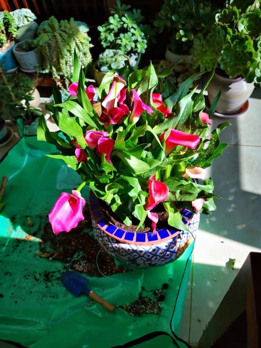 这花特皮实，少浇水、多晒太阳，开花2个月不歇气！