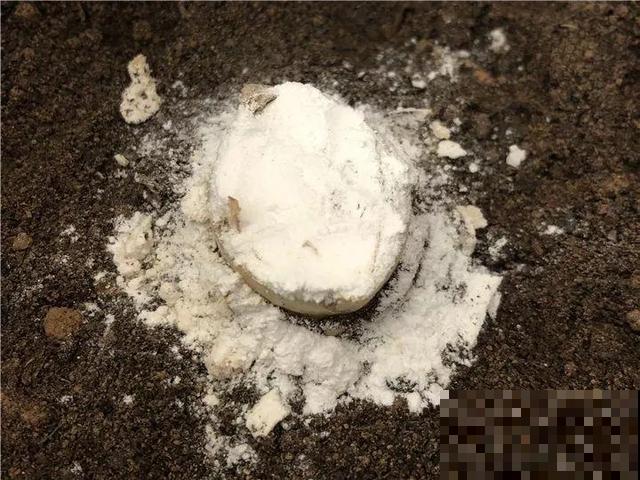 这3种花超耐旱，半个月不浇水，反而开花更多