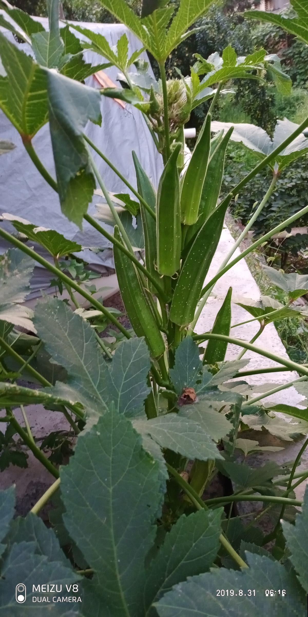 这种菜长得像辣椒，营养可丰富了，还是奥运食物！