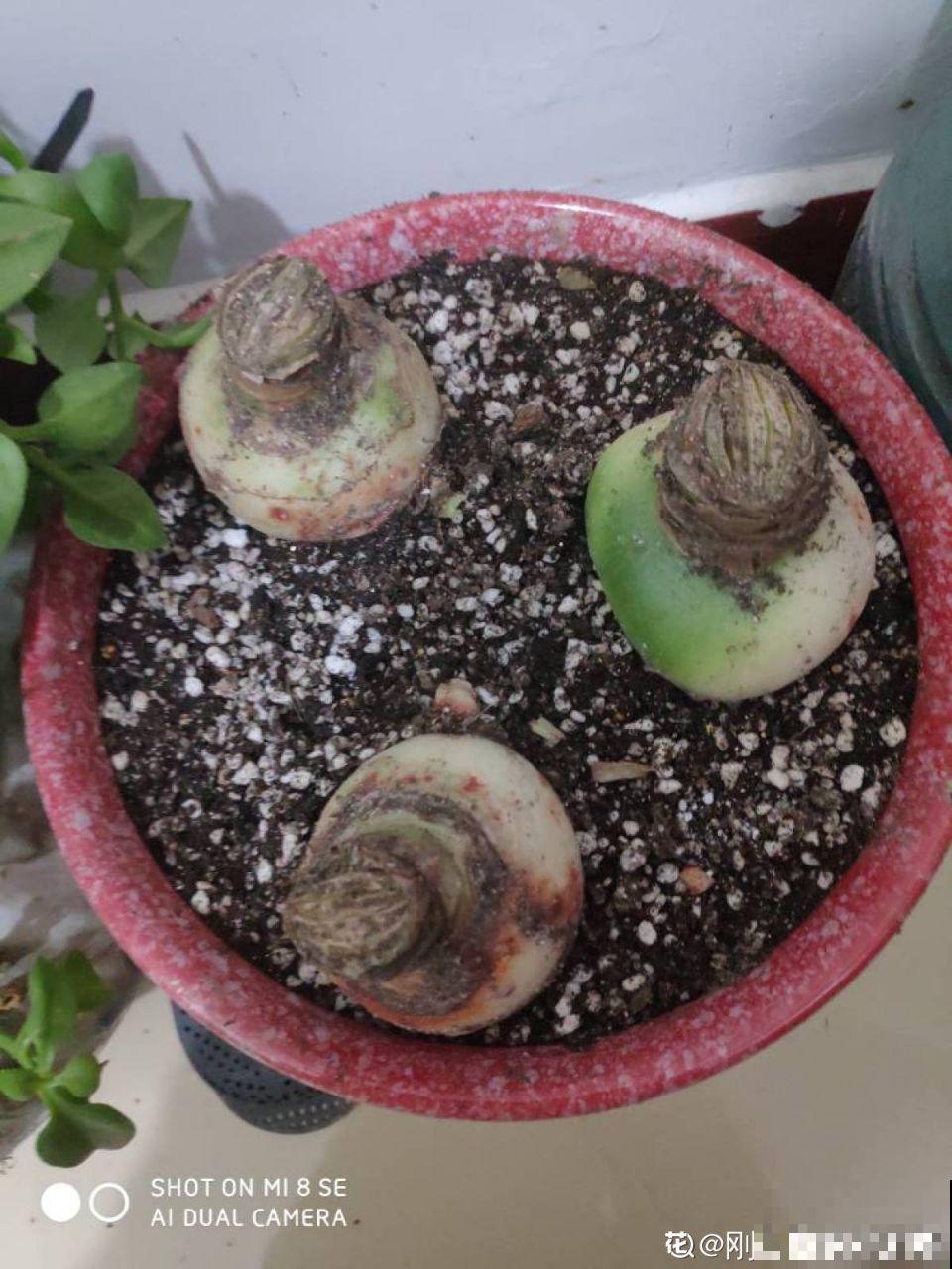 5种花别喷水，一喷叶子就发黄，小心3天掉成光杆！