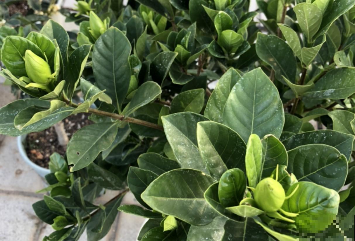 栀子花上加点松针，不到1个月，养的栀子花旺足了！