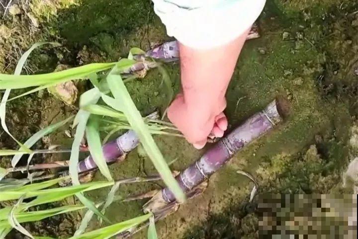 甘蔗棒子插土里，7天冒芽，来年窜到房顶高，吃不完！