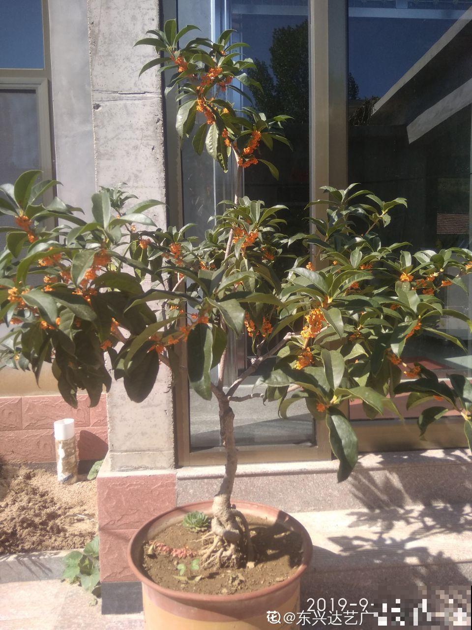 花市老板的那些卖花套路，偷梁换柱，一般花友怎么避免？