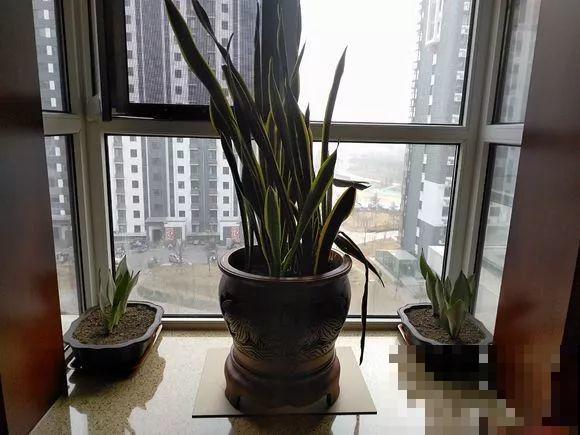 降温后养虎皮兰，赶紧断水，小心熬不过冬天！