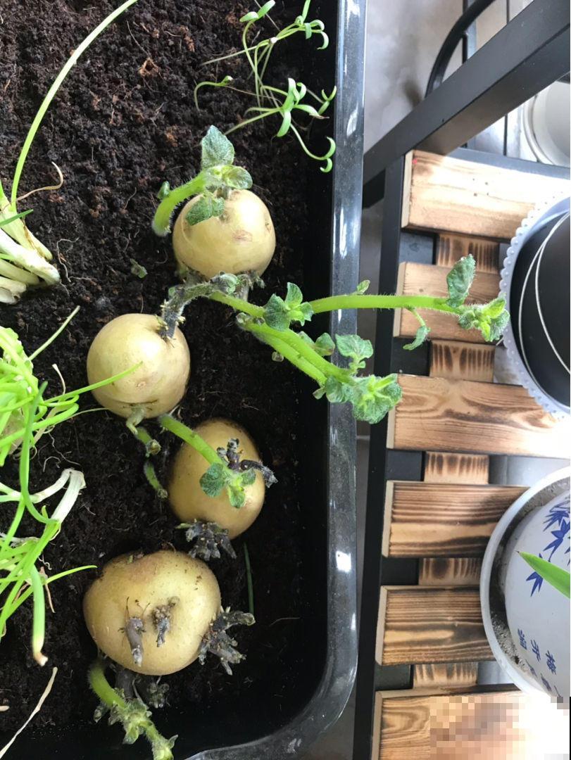 阳台种土豆，一个泡沫箱就可以搞定，让你变种菜达人