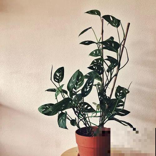 她的家里摆满了花，非但不乱还美得像花园，朋友来了不想走！