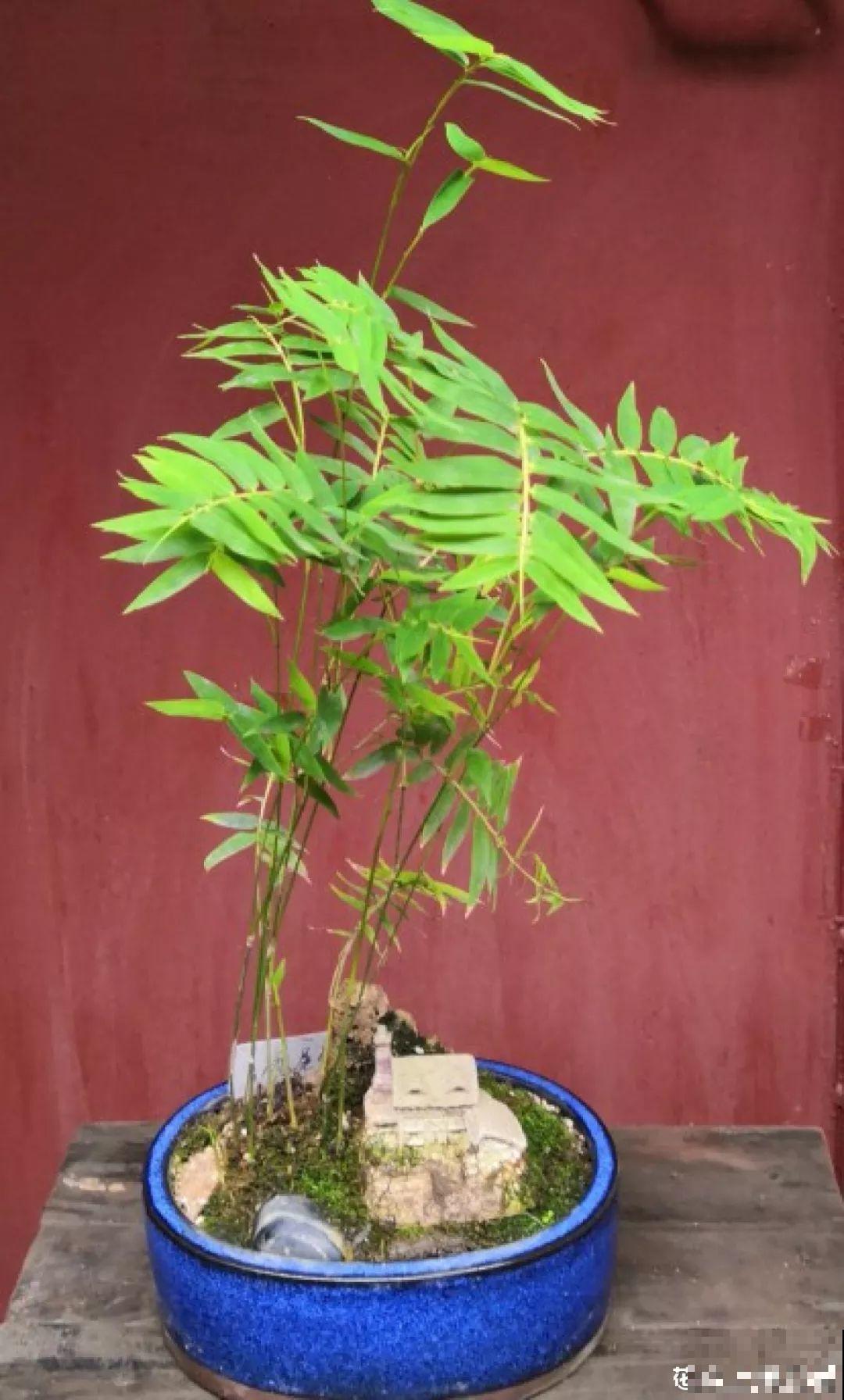 扔路边没人要的花，捡回去养1年，身价翻了20倍！