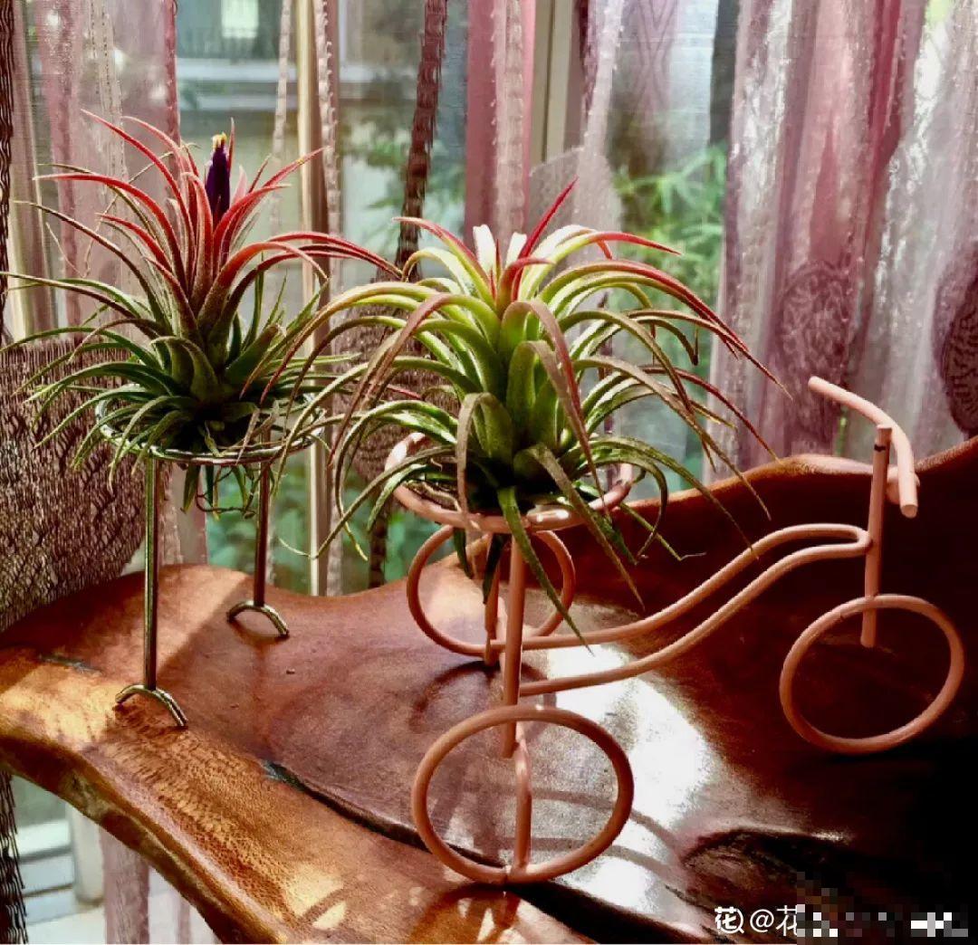 4种花不能用土养，一浇水就烂根，后悔都来不及！