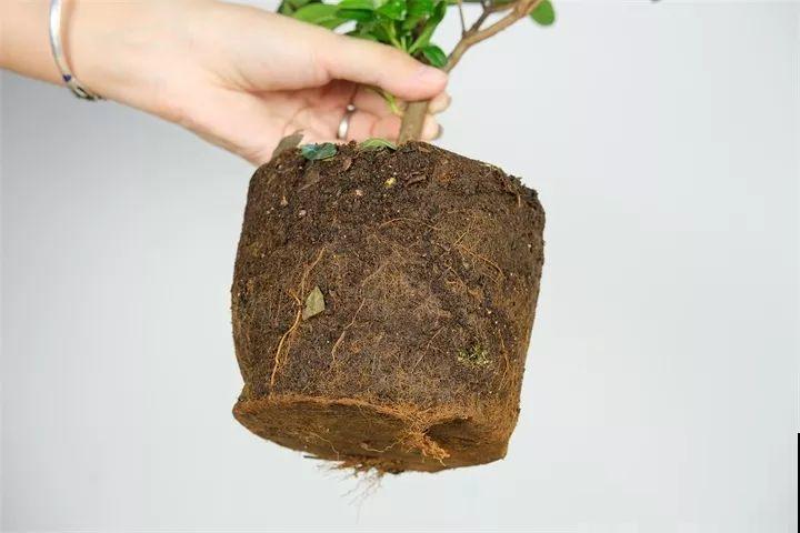 越老越值钱的花，修修剪剪，养两年身价翻倍涨！