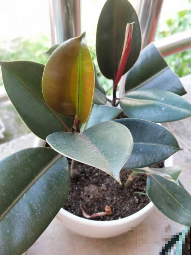 这花叶子变黄，从这3方面考虑，常年碧绿惹人爱！