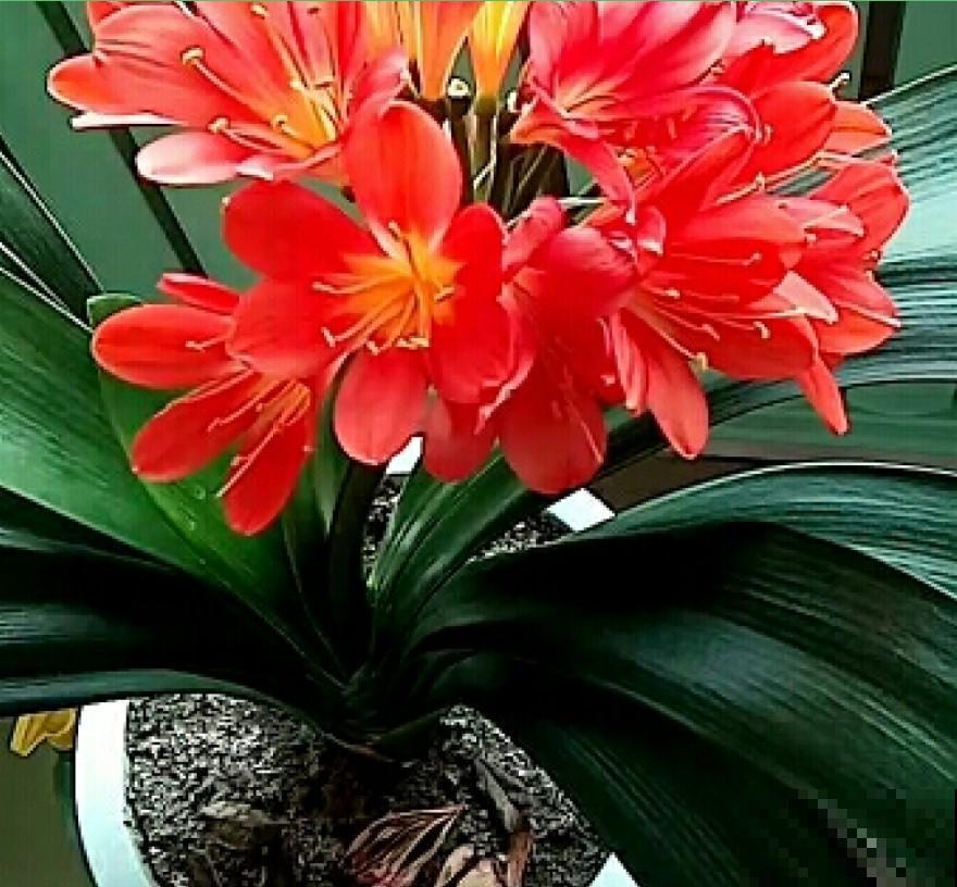 冬季买花就买这几种，好看又好养，再冷也能赏花！