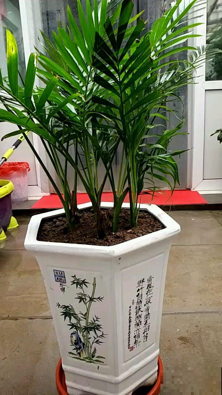 秋冬闭窗空气差，养盆它就省了买净化器的钱，满眼绿色太养眼！