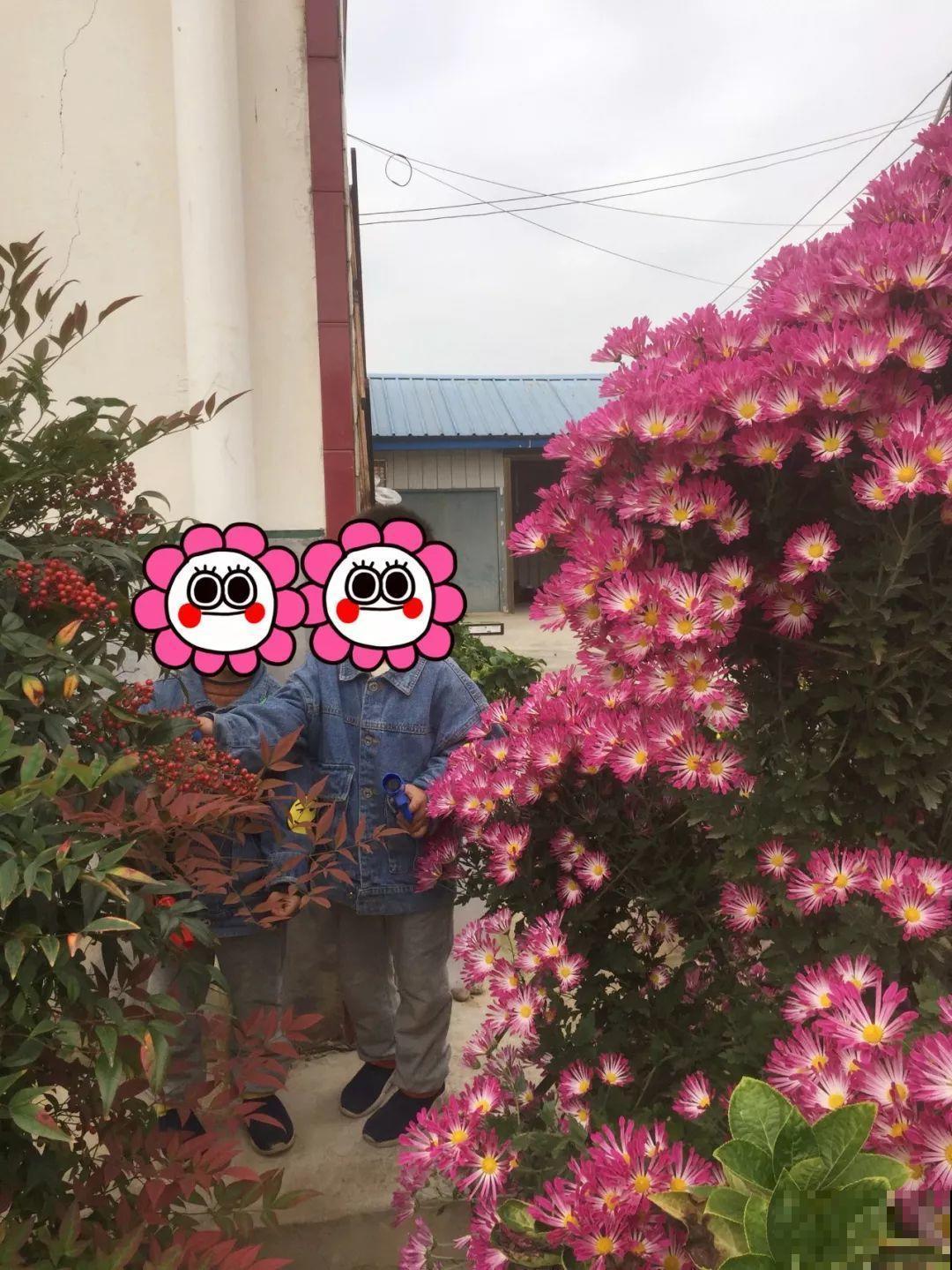 农村小院种满花，邻居却来瞎叨叨，还想让我全拔了！