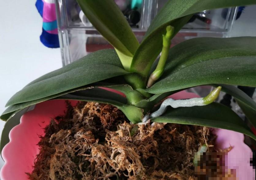 水苔原来还有这效果，真是冬季的养花神器！