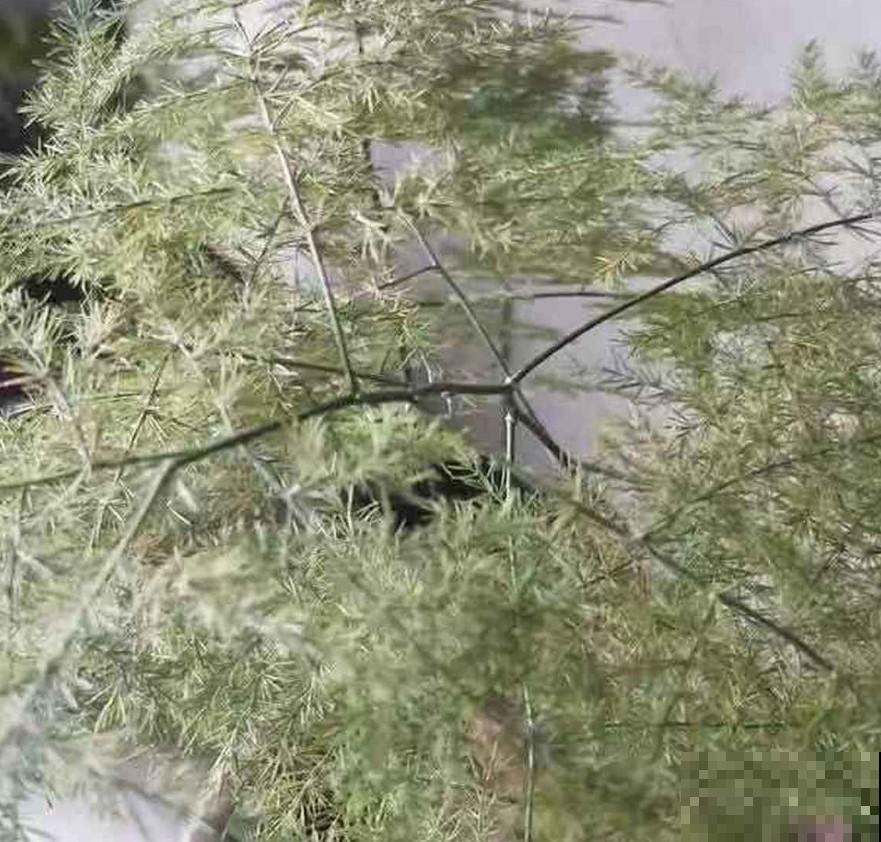 文竹叶子全黄了！找原因，找措施，很快就恢复回来了！