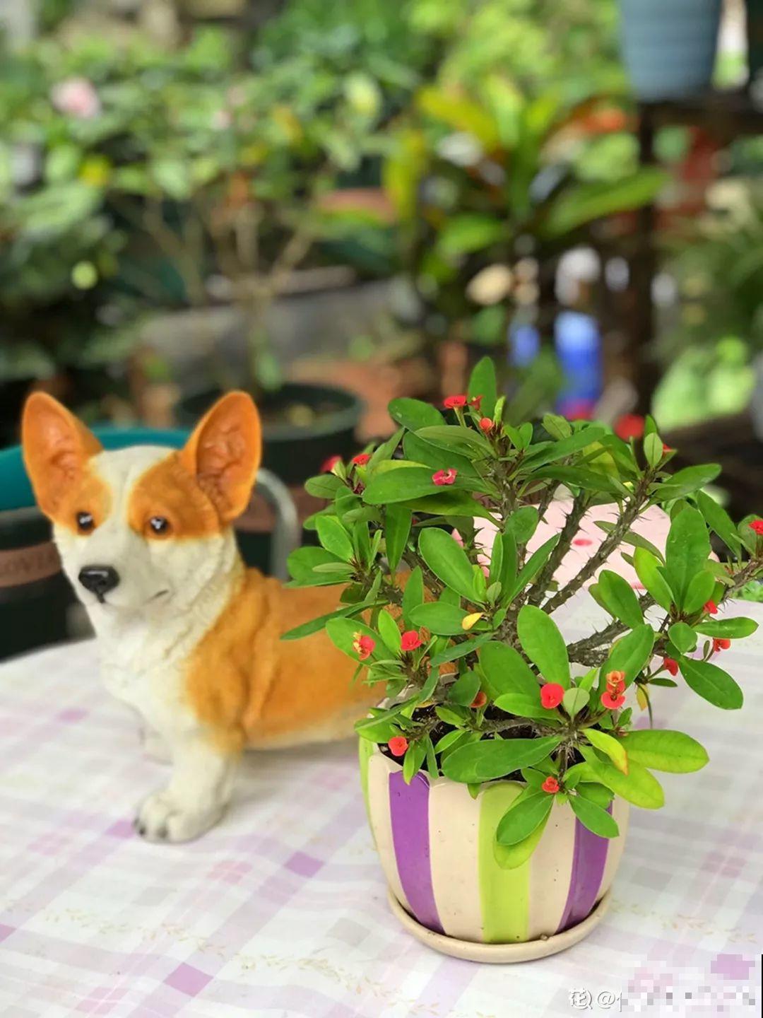有个小院,养花喂猫,日子越过越充实! 有个小院,养花喂猫,日子越过越充实!