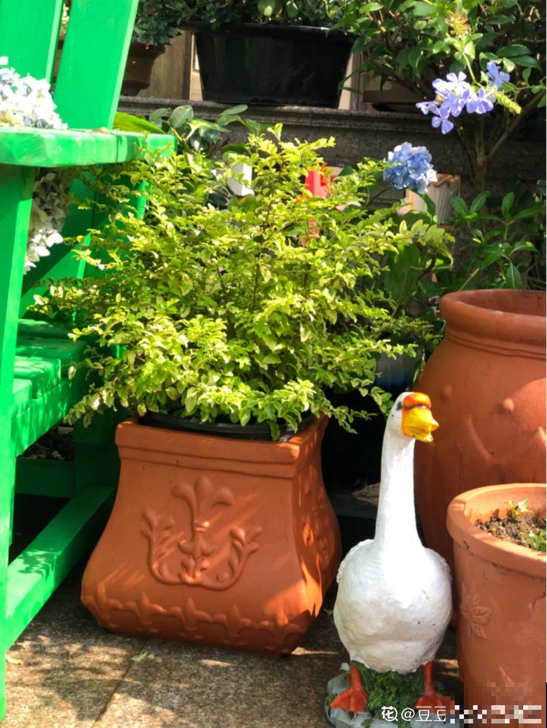 不同季节种不一样的花，这样的院子，才是我心中的世外桃源！