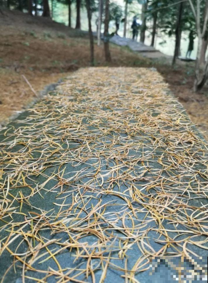 这花就得虐着养，套个袋子捂一捂，揭开立马冒花苞！