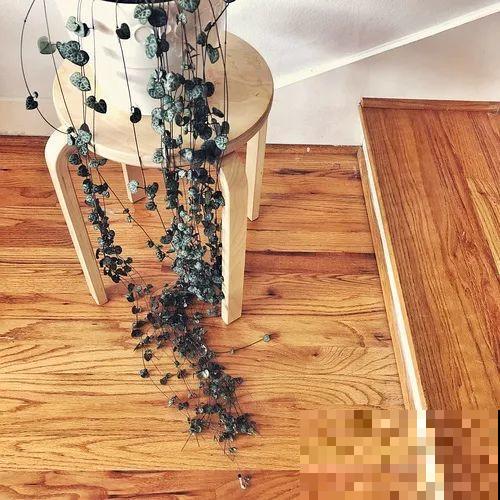 她的家里摆满了花，非但不乱还美得像花园，朋友来了不想走！