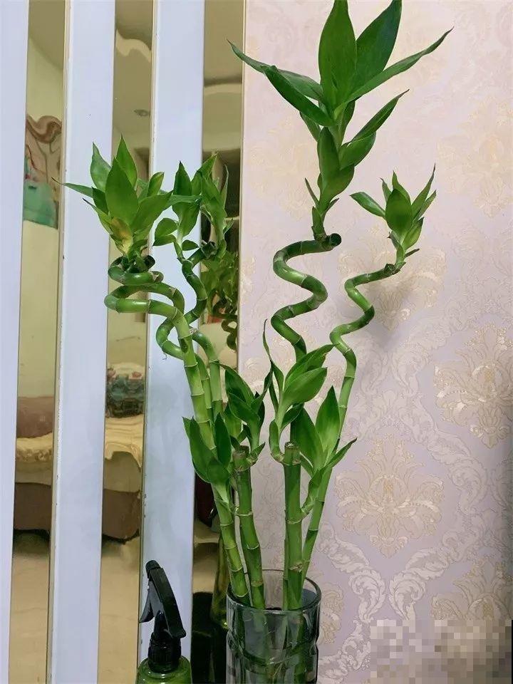 这6种“转运花”，现在养盆最合适，扔水里就长个！