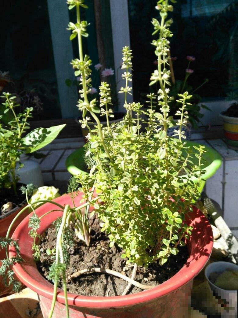 这花太香了，香味都飘到邻居家了，再也不用喷香水