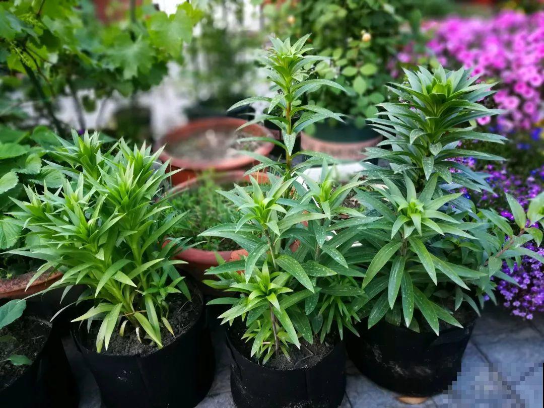 她在楼顶养花，一年时间打造成小花园，再怎么折腾都值得！