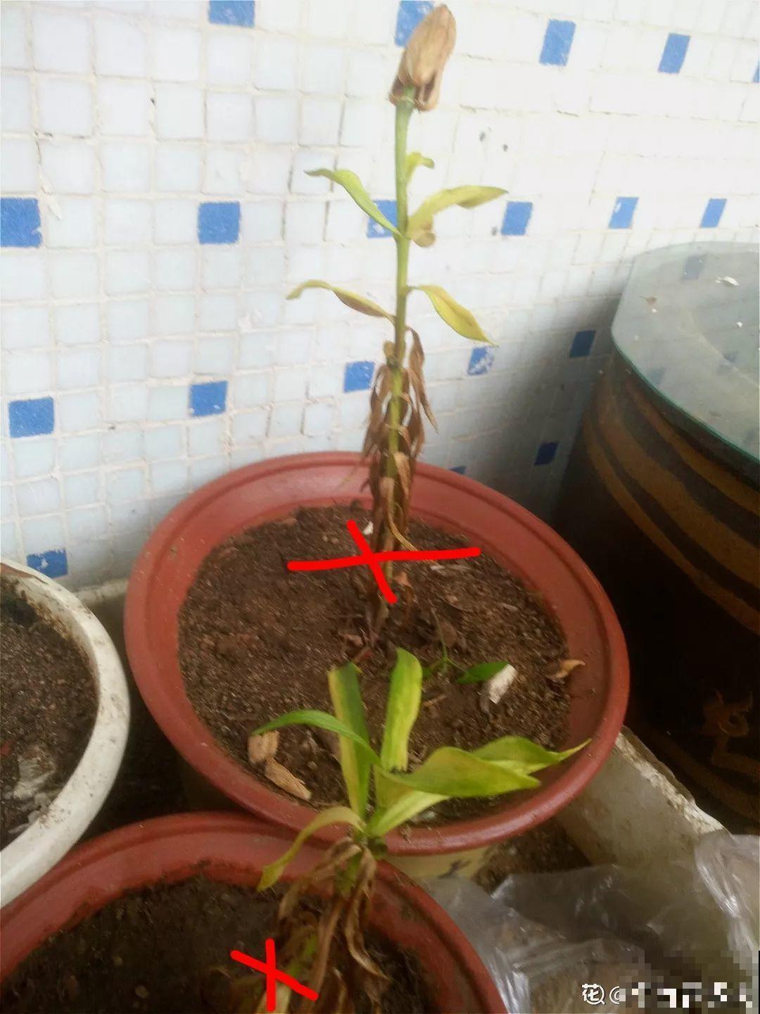 这花开败后，别着急剪叶子，小心明年不开花！