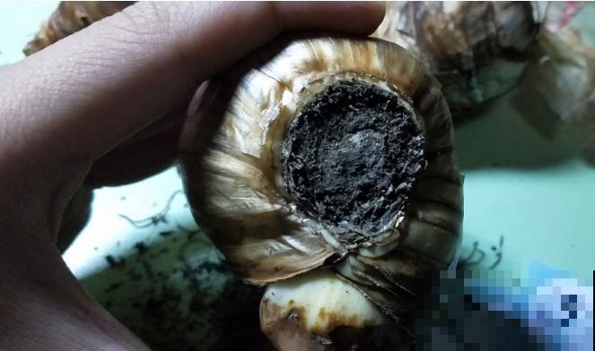 种植洋水仙前种球的处理，学一学，就能提高开花率！