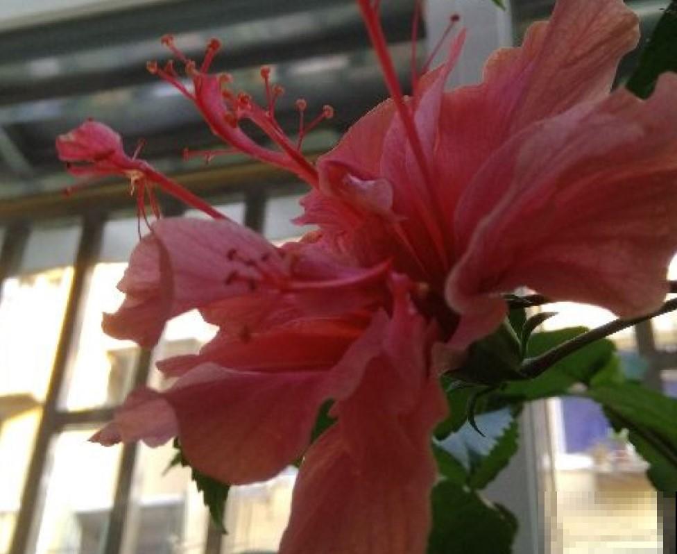 都说这花不吉利，其实开着大红花非常漂亮，你会在家养一盆吗？