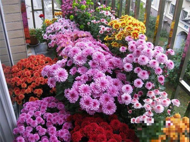 防盗窗养5盆花，开花多花期长，这小花园谁看了都羡慕！