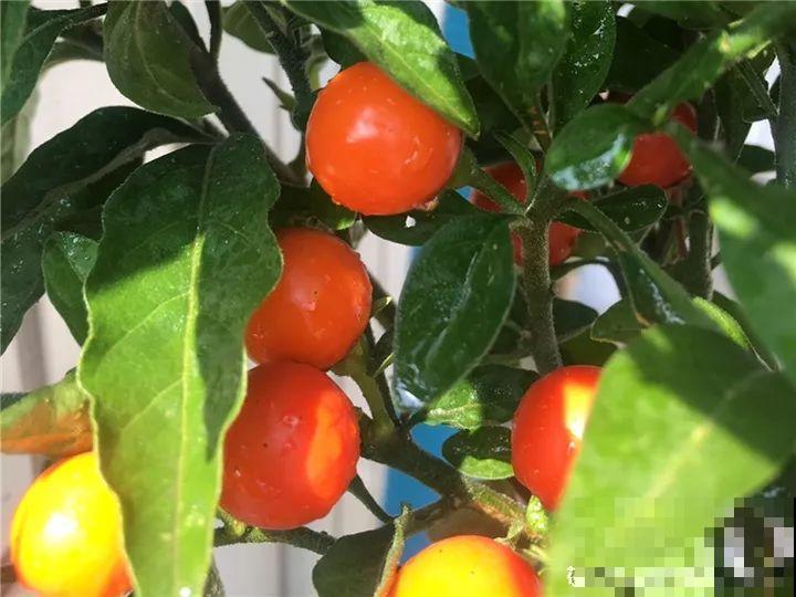 这15种花，别乱碰、别乱吃，家里能不养就不养！