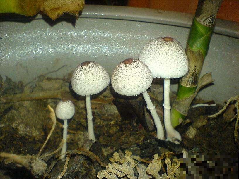 花盆里原来还能长蘑菇，小巧娇嫩萌化了，原来是它搞的鬼！