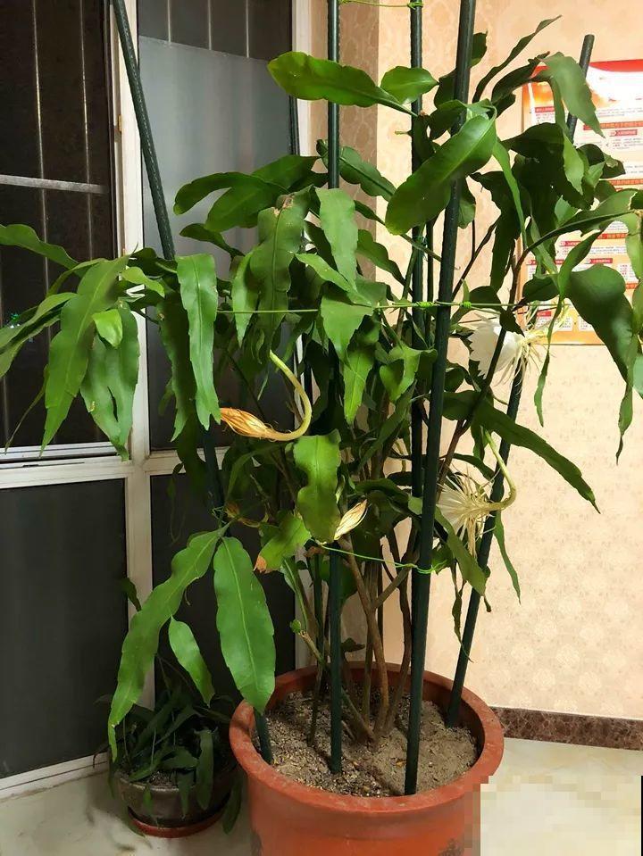 3种花爱吃油，秋天土里埋一勺，比施肥还管用！
