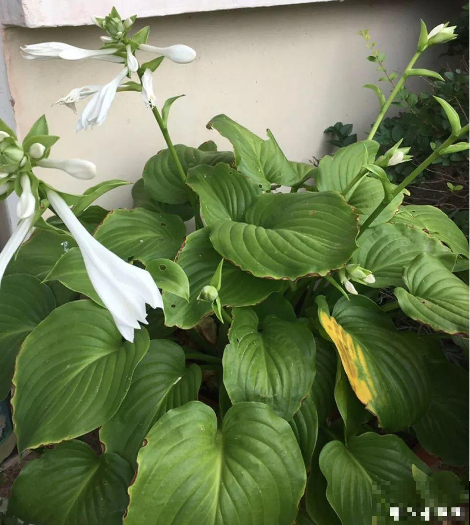 这5种花堪称加湿神器，耐阴又好养，冬天也能呼呼长个！