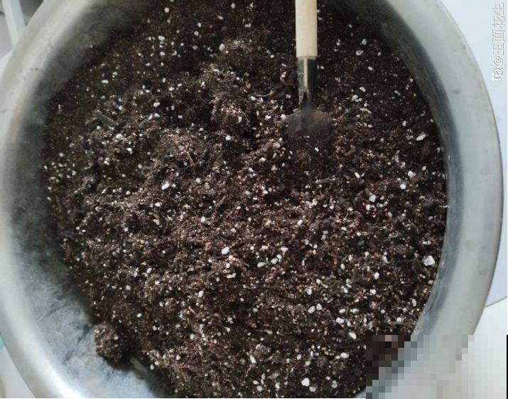 这花公认难养，冬天别急着搬屋里，小心花苞掉一地！