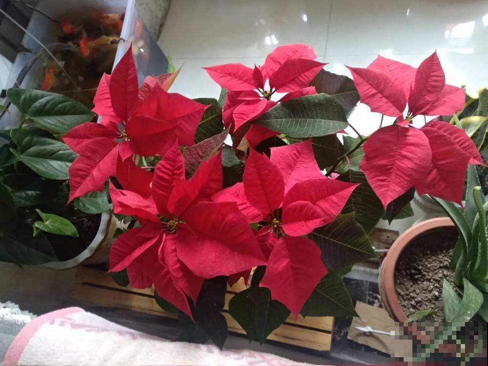 这花寓意红红火火，冬天赶快入手吧，很喜庆