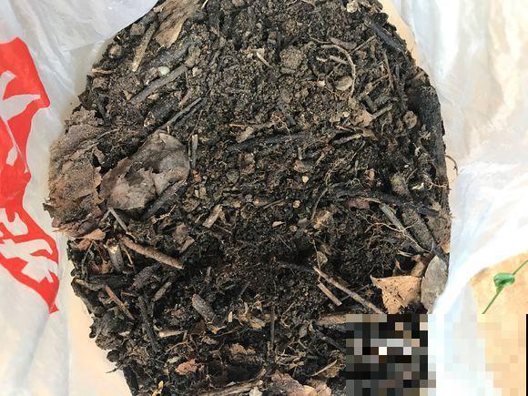 君子兰夹剪怎么办？这样一绑，自己蹭蹭窜出来！