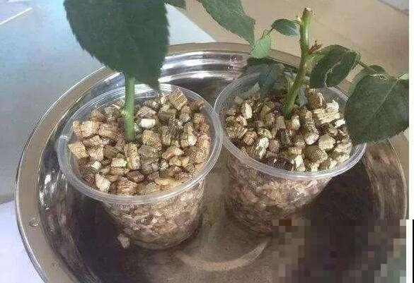 学会这个妙法，下雪天也能随便扦插，几天就扎满茂密的大白根！