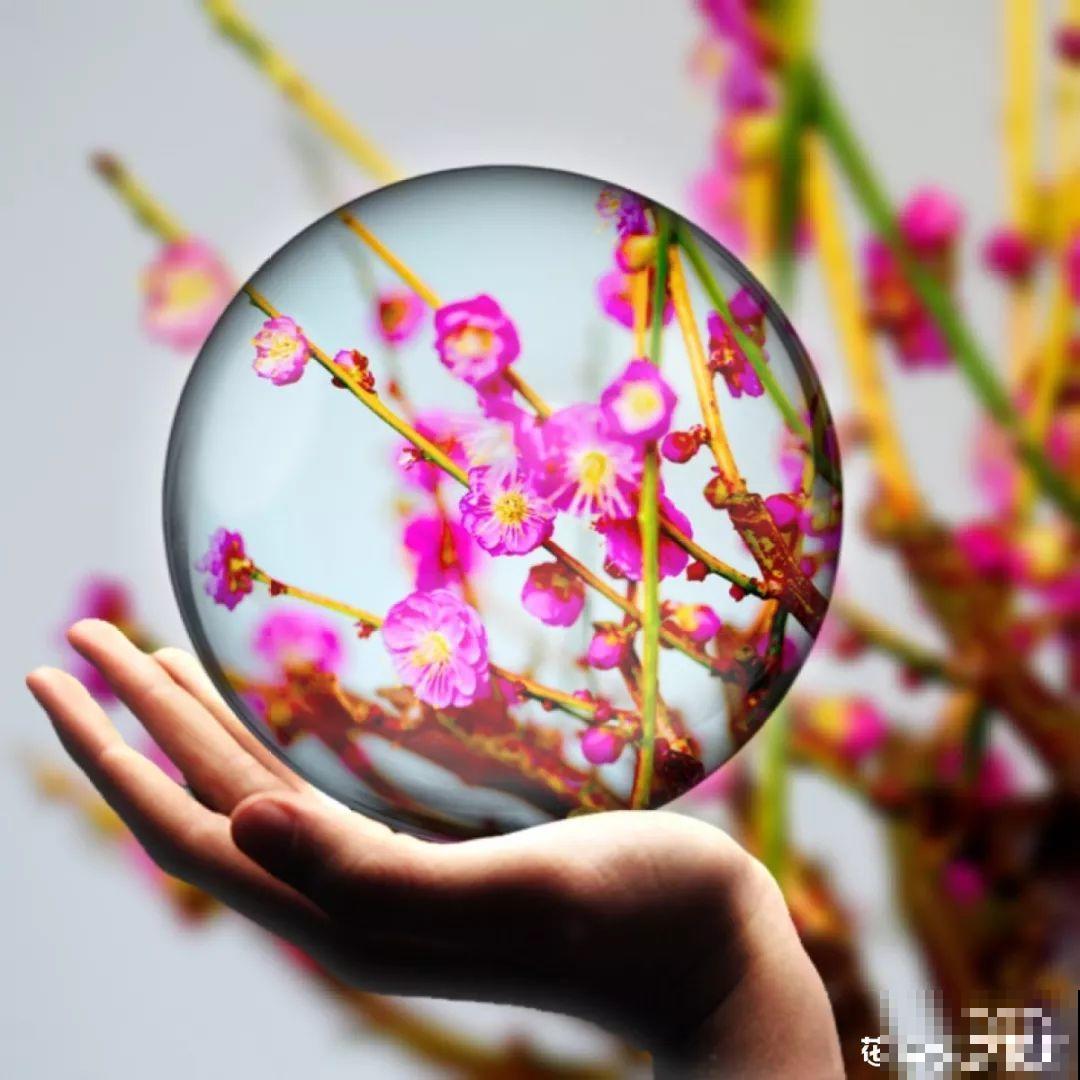 养花流行这么拍照，加个框，档次升了好几倍！