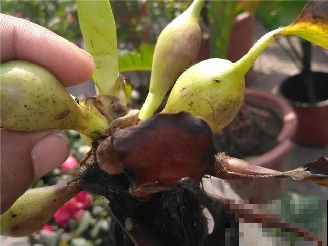 这花是个大“祸害”，20元一棵还有人买，啥时候洗白的？
