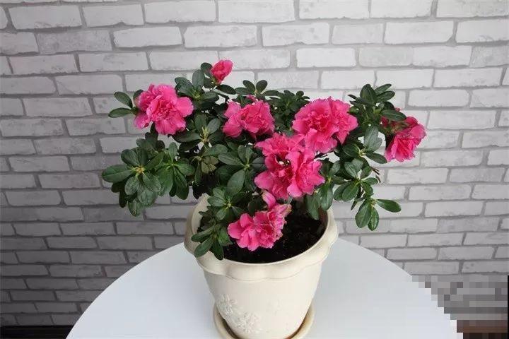 这6种花，先别往屋里搬，外面冻俩月，花开才更旺！