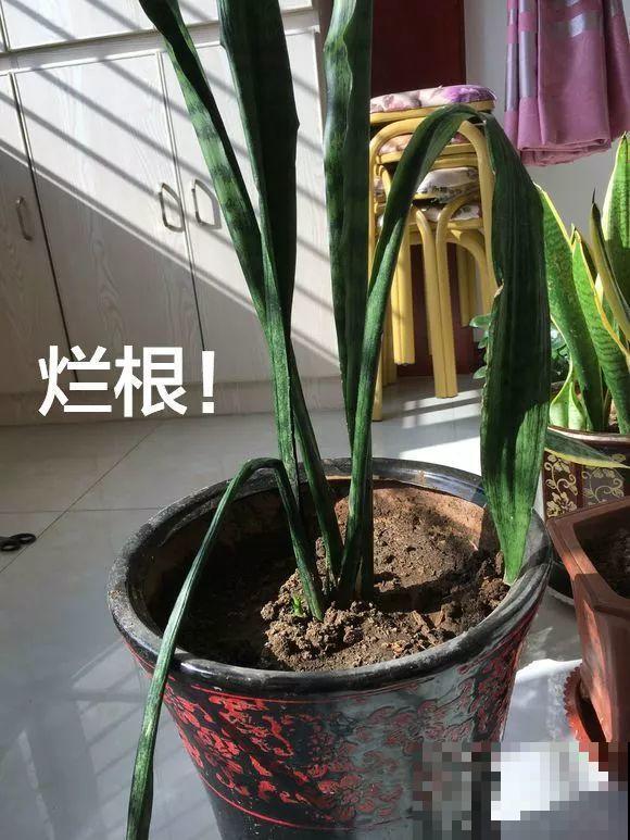 降温后养虎皮兰，赶紧断水，小心熬不过冬天！