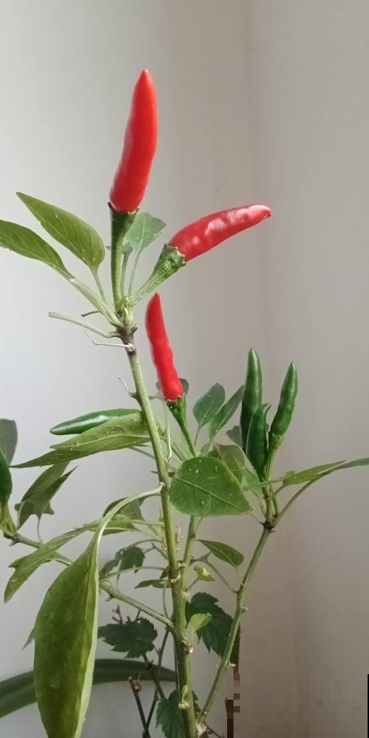 在阳台种辣椒，味道纯正很好吃，挂果之后还养眼