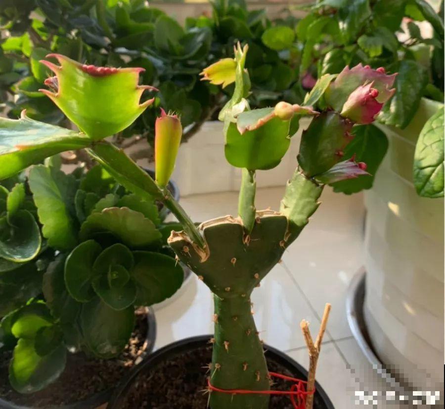 刚冒出来的花苞，被老妈撸去一大半，花竟然越长越好看！