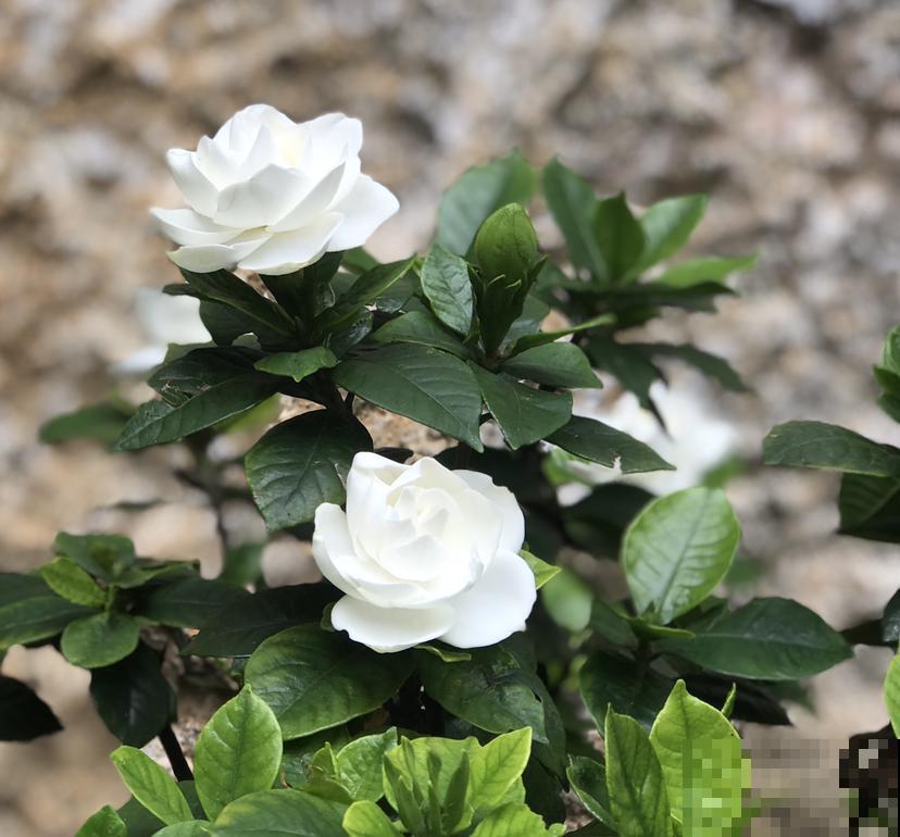 养花小提示，这3种花好看不好养，打算种花的你赶紧来看看