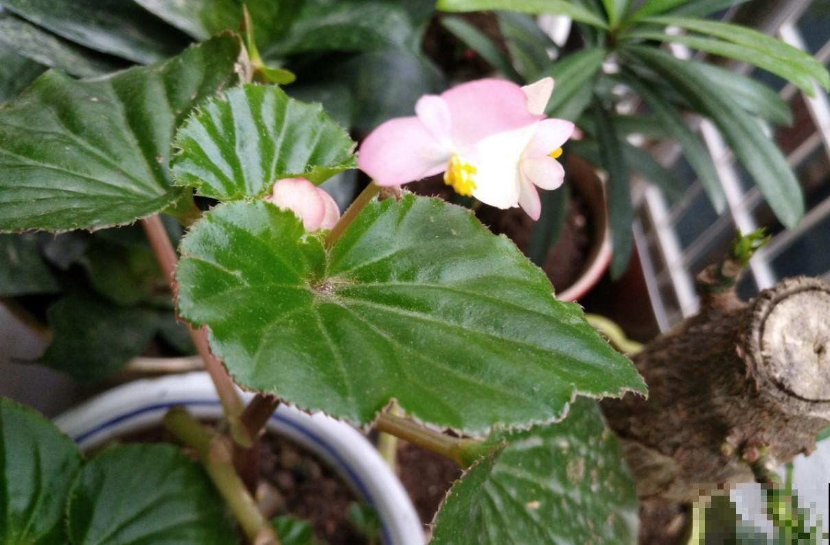 这花必须养起来，秋季好看的不得了，真美！