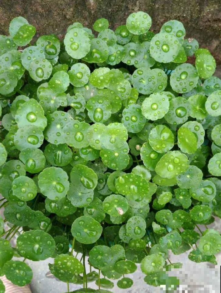 养的花还有这寓意？别说一盆，10盆都愿意养！