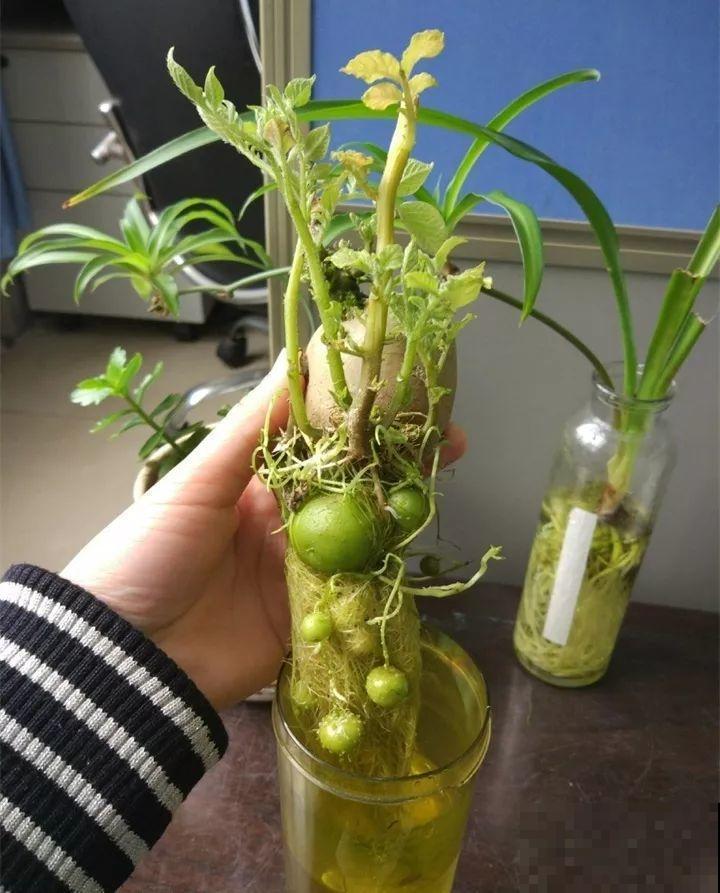 发芽的土豆先别扔，切块埋土里，仨月收获一箩筐！