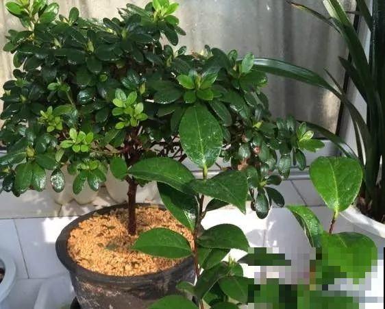 杜鹃买回来没两天，叶子哗哗往下掉？都是它惹的祸！