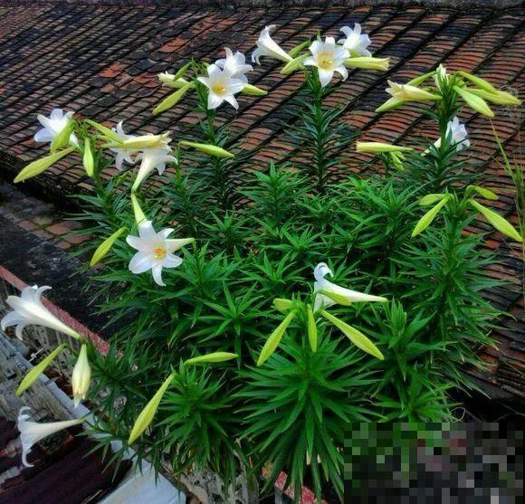 开败的百合这样一处理，能长一缸的小球，花盆都不够用！